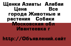 Щенки Азиаты (Алабаи) › Цена ­ 20 000 - Все города Животные и растения » Собаки   . Московская обл.,Ивантеевка г.